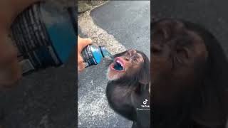 Chimp loves powerade #shorts #monkey #tiktokanimals #cuteanimals #funnyanimals #short #chimp
