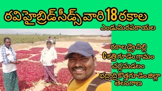 #రవి హైబ్రిడ్ సీడ్స్ వారి 18 రకాల డ్రై చిల్లి #ravi hybrid seeds pvt ltd #ఎండుమిరప రకాలు#8978480961