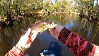 Bass Krappie Bowfin Fall River Fishing