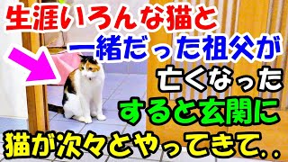 生涯いろんな猫と一緒だった祖父が亡くなった。葬儀の準備をしていると、猫たちが次々と家に上がってきて..【猫の不思議な話】【朗読】