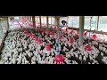 13 days chicks boding change || niranjan poultry farm || broiler farm || poultry farm || murgi farm