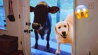 I dare you not to LAUGH at these FUNNY DOGS 😁🦮 - Best Funny Animals Videos 2024 \u0026 2025#43