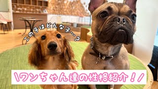 犬カフェRio和歌山店　ワンちゃんたちの紹介🐶