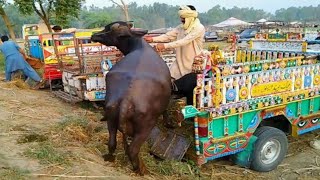 Out Of Control Buffalo Unload - Angry Buffaloes After Unloading Out Of Danger