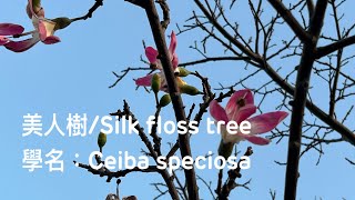 ［認識植物好好玩］「美人樹/Silk floss tree 」學名：Ceiba speciosa在台灣桃園縣中壢區青埔的高鐵桃園站，大蔚阿昌（David Liao)［樹木與葉子的故事］