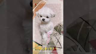 【きゅんです】控えめな催促が可愛すぎるチワマル！#shorts #dog #犬 #癒し #チワマル