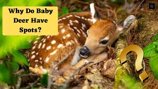 Why Do Baby Deer Have Spots? || THE A TEAM ||