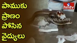 పాముకు శస్త్రచికిత్స చేసిన పశువైద్యులు | Doctor Saves Snake | Jangareddygudem | Telugu News | hmtv