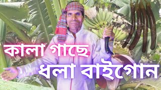 কালা গাছের ধলা বাইগন | Kala Gache Dhola Baigon | রংপুরের বিয়ের গীত 2023 | Viral Rangpurer Biyer Git