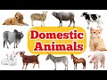 DOMESTIC ANIMALS | Learn Domestic Animals Sounds and Names For Children, Kids And Toddlers  #animals