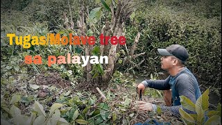 getting Molave tree/tugas bato in rice field for bonsai|vitex parviflora or vitex cofassus|bonsaiph