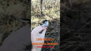 Bird Ringing in Bulgaria - Long tailed tit (Aegithalos caudatus) #shorts