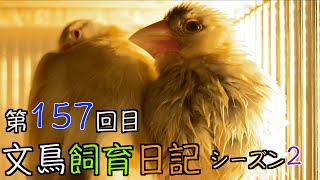 文鳥飼育日記シーズン2第157回目