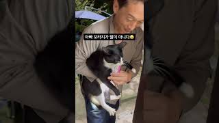 프로탈출러 산책냥이들의 피말리는 귀가작전 통키.아톰#고양이#길냥이구조#길냥이입양 #cat#산책냥이#턱시도고양이 #치즈냥이 #cutecat #shorts #사지말고입양하세요