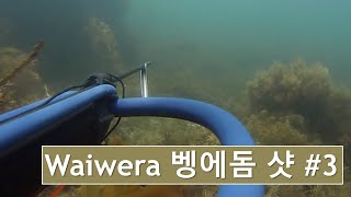 벵에돔샷 3 #작살난다 #스피어피싱 #Spearfishing #작살낚시 #다이빙 #뉴질랜드 #호주