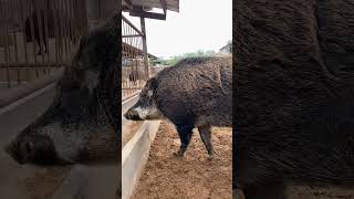 北方大体型生态野猪，体型高大，身形魁梧，以青草野菜杂食为主喂养，非常好管理。 #农村养猪人传播正能量 #记录每天的养猪日常 #每天分享养殖小知识 #野二代跑山猪 #animals