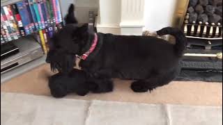 Can a Scottie puppy ever become too much?