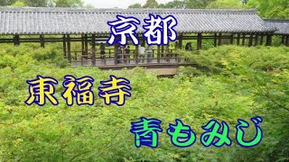 京都の東福寺の青もみじ風景です。