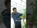 aquaponics鱼菜共生的芹菜很哇塞