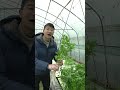 aquaponics鱼菜共生的芹菜很哇塞