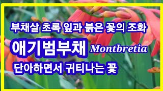 애기범부채Montbretia,부채살 초록잎과 붉은 꽃의 조화.단아하면서 귀티나는 꽃