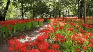 一面彩る真紅の絨毯　巾着田曼珠沙華公園