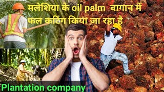 मलेशिया के Oil palm बगान मे फल कटिंग किया जा रहा है ! plantation company Malaysia !Fruits Harvest