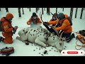 rescued polar deer helps injured rescuer in a heartwarming act of gratitude