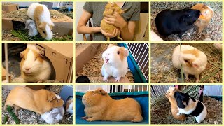 Funniest guinea pigs of the year!