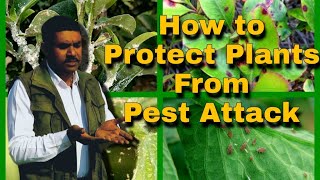 रामविलास जी अपने पौधों को कीड़ों के अतांक कैसे बचाते हैं ? ।। How Protect your Plants from Pests ?