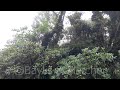 rhododendron arboreum trees thailand. 20180724_081936.m2ts