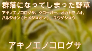 神奈川県・厚木市・愛川町・鳶尾山・・野草対策 ❸ です、群落をつくる野草についてです