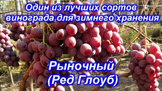 Рыночный (Ред Глоуб) - виноград для зимнего хранения.