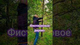 Наверное самая лучшая находка этого года.  Фисташковое дерево.  #лес #юмор #fakesituation #фисташки