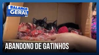 Câmeras flagram abandono de gatinhos em Uberlândia | Balanço Geral Minas