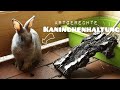 Artgerechte Kaninchenhaltung 🐰