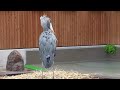 ハシビロコウ　ふたばちゃん　藁の上で羽づくろい【掛川花鳥園】shoebill futaba chan kakegawa garden