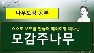 모감주나무  :  스스로 보트를 만들어 해외여행 떠나는