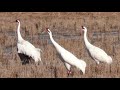 Whooping Cranes, Limpkins and Snow Geese, South Louisiana, 2023