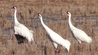 Whooping Cranes, Limpkins and Snow Geese, South Louisiana, 2023