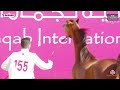 n.155 empire bin g al shaqab international arabian horse show colts 2 years old class 5