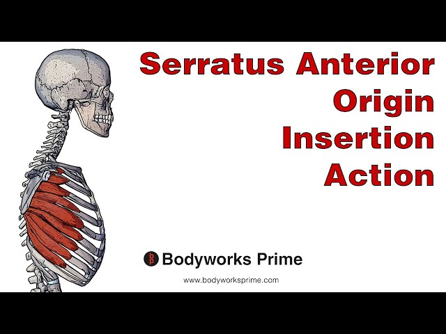 Serratus Posterior Superior Origin And Insertion