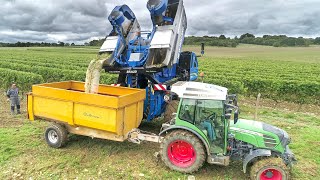 🇫🇷 LES VENDANGES 🍇 SONT A LEUR COMBLE (ou presque) !! Cognac 2019