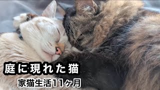 窓越しに挨拶していた野良猫が家猫になると…先住猫と信じられないほど仲良くなり「息できてる？」ってぐらい引っ付いてます