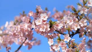 満開！早咲き桜＠大阪・長居公園