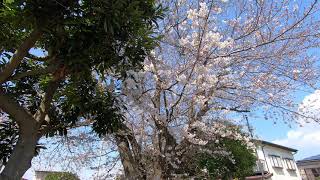 渋沢公園（藤沢市亀井野）の桜　2021年3月下旬撮影