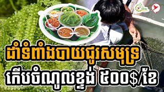 ដាំទំពាំបាយជូរសមុទ្រ កើបចំនូលខ្ទង់ ៥០០$/ខែ | កម្មវិធីកសិកម្ម