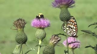 Fritillaries on Tall Thistle: Telling the Difference