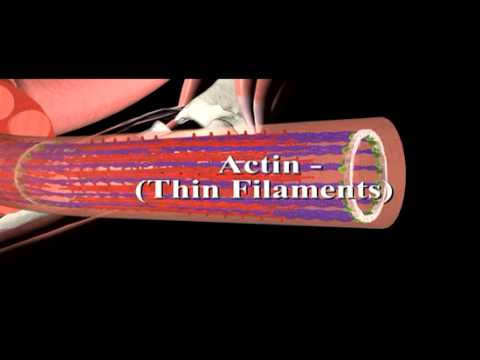 Skeletal Muscle Structure Youtube Skeletal Muscle Structure Youtube