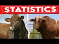 ⭕ BEEFMASTER Cattle Breed Statistics And Distribuion ✅ Every Breed In The World || Beefmaster / COWS